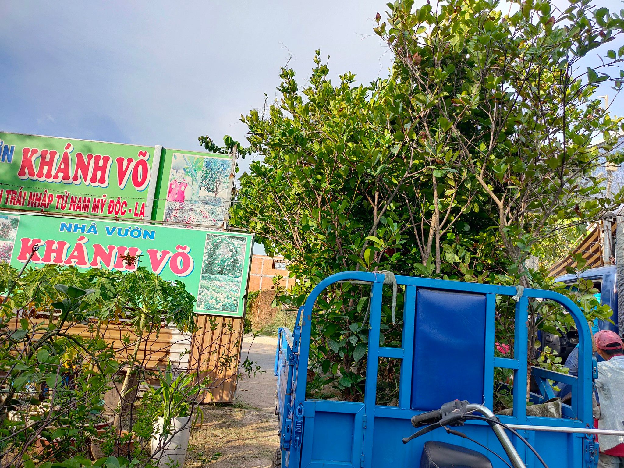 Cây Cherry Brazil Trưởng Thành Đang Trái Cao Từ 2 - 2,5m