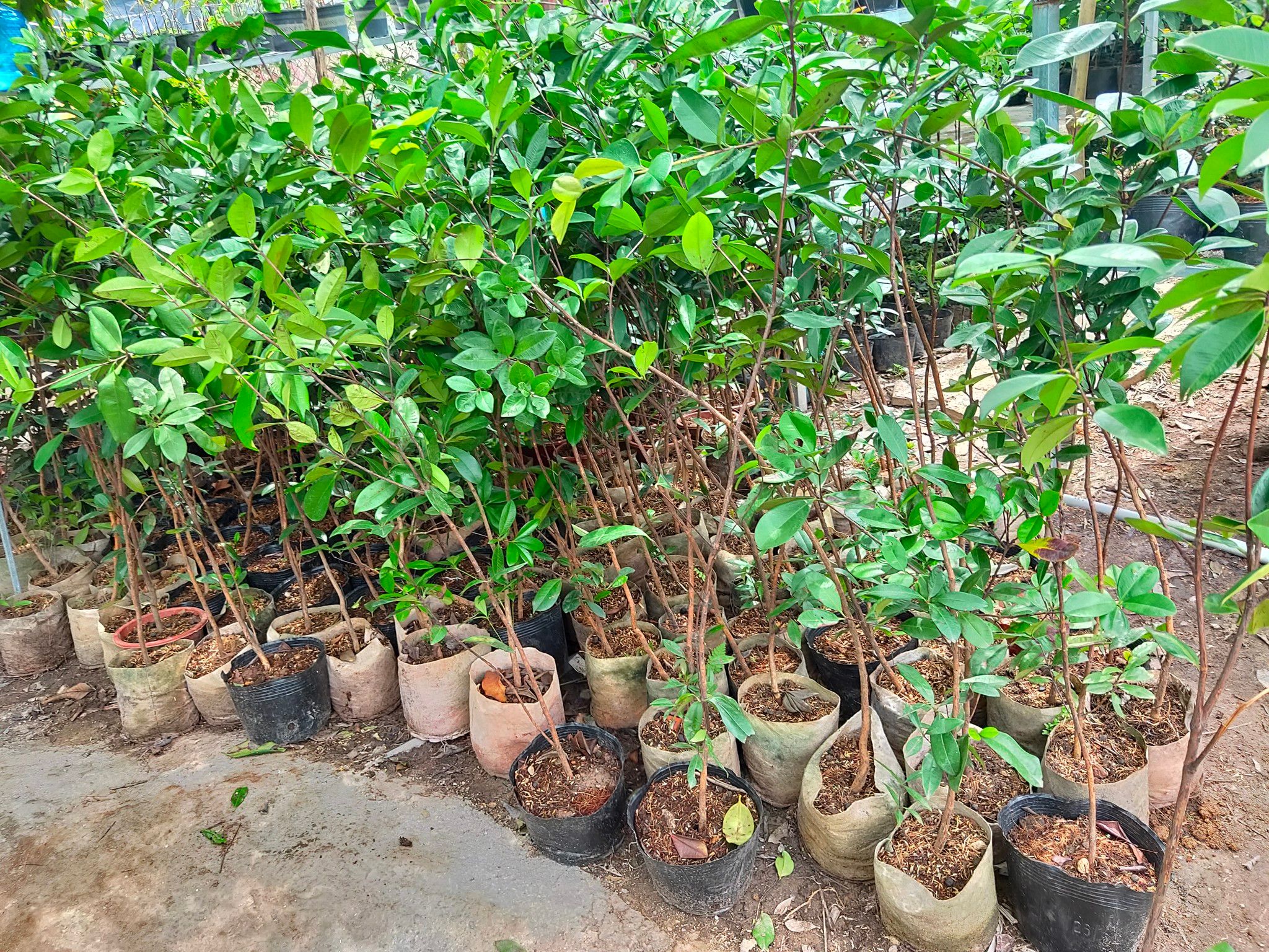 Cây Cherry Brazil Đã Ra Trái Một Mùa Cao Hơn 1m