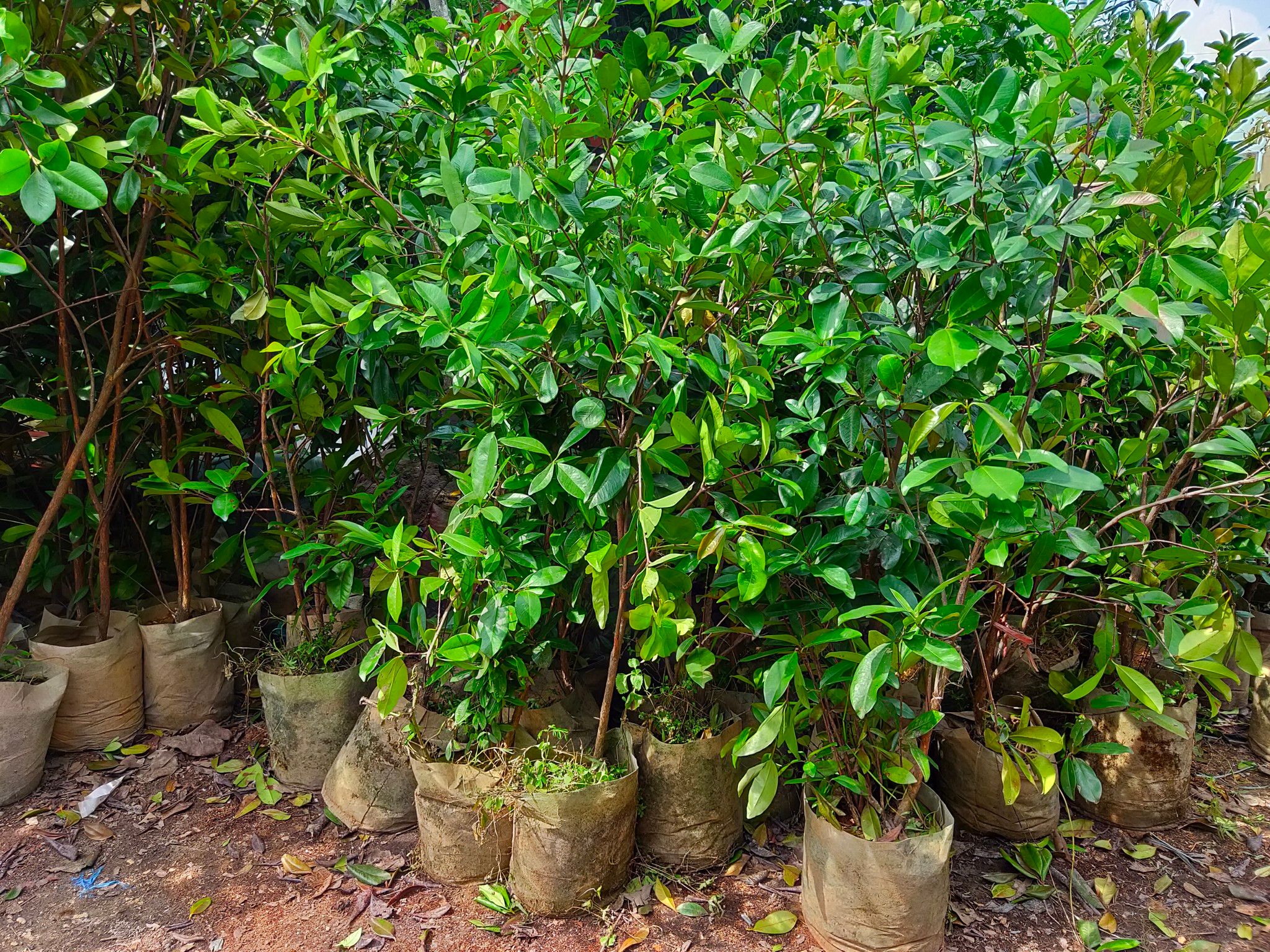 Cây Cherry Brazil Đã Ra Trái Một Mùa Cao Hơn 1m