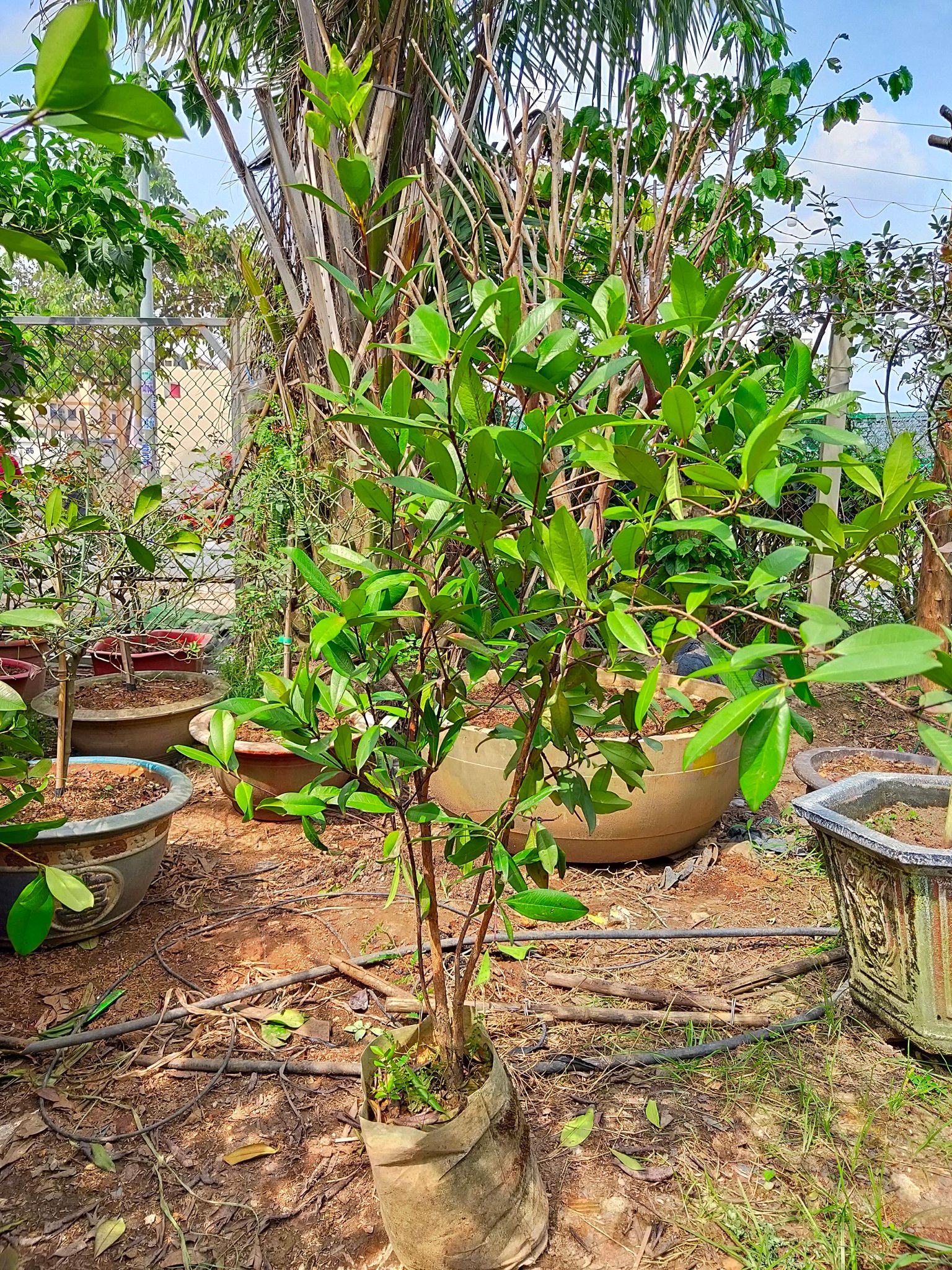 Cây Cherry Brazil Đã Ra Trái Một Mùa Cao Hơn 1m