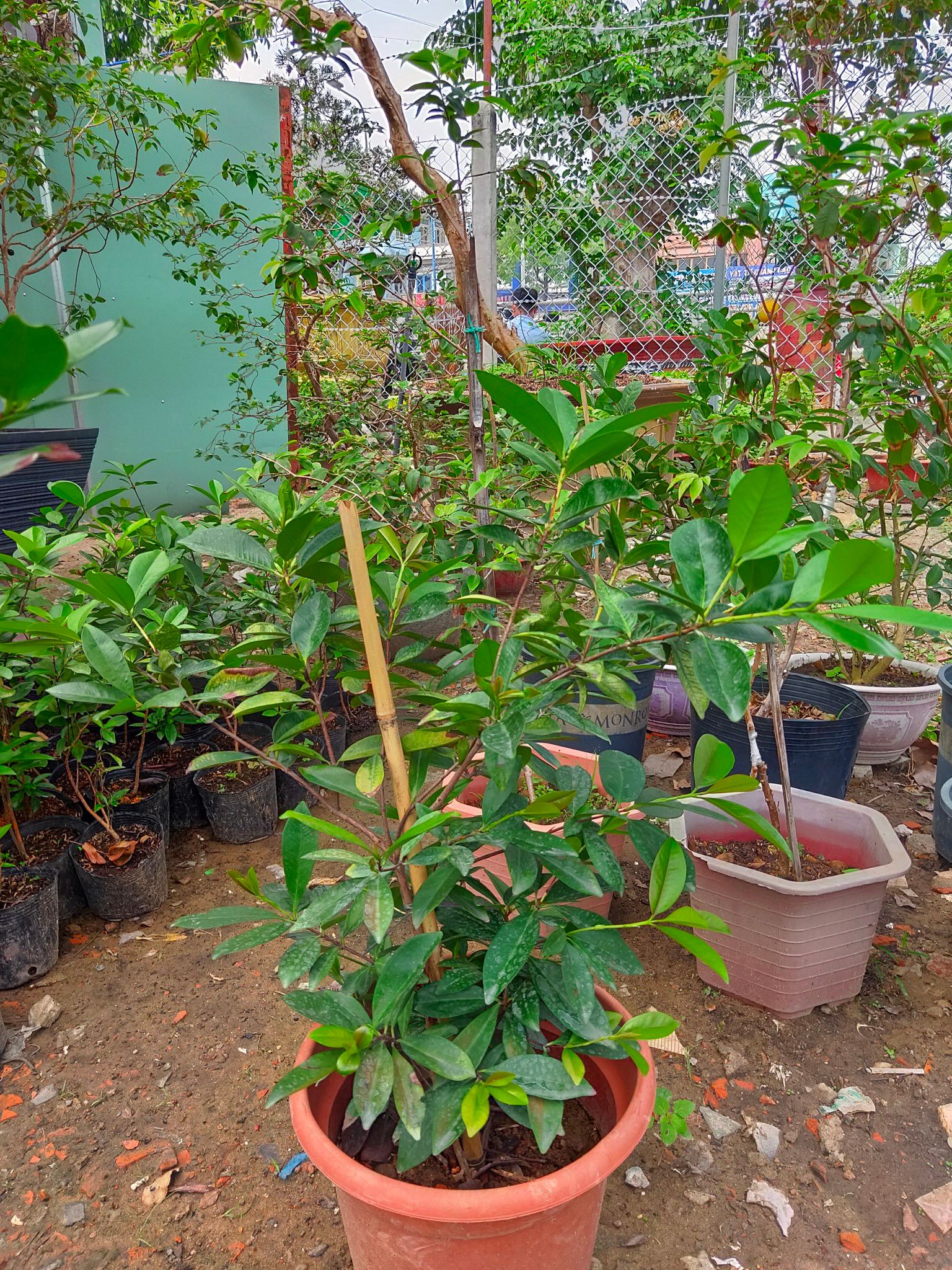 Cây Cherry Brazil Đã Ra Trái Một Mùa Cao Hơn 1m