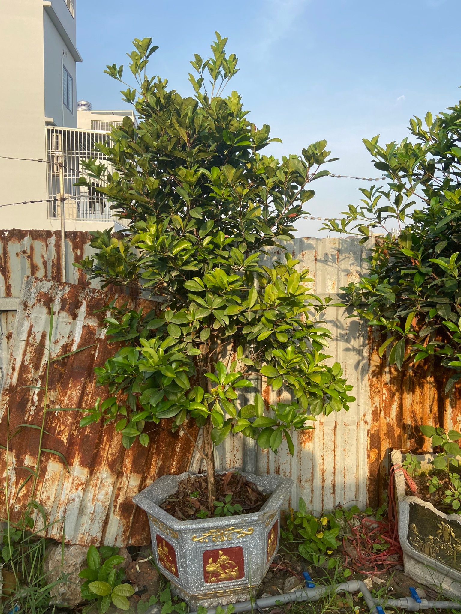 Cây Cherry Brazil Trưởng Thành Tạo Tán Đẹp Cao 2,5m - Đang Hoa