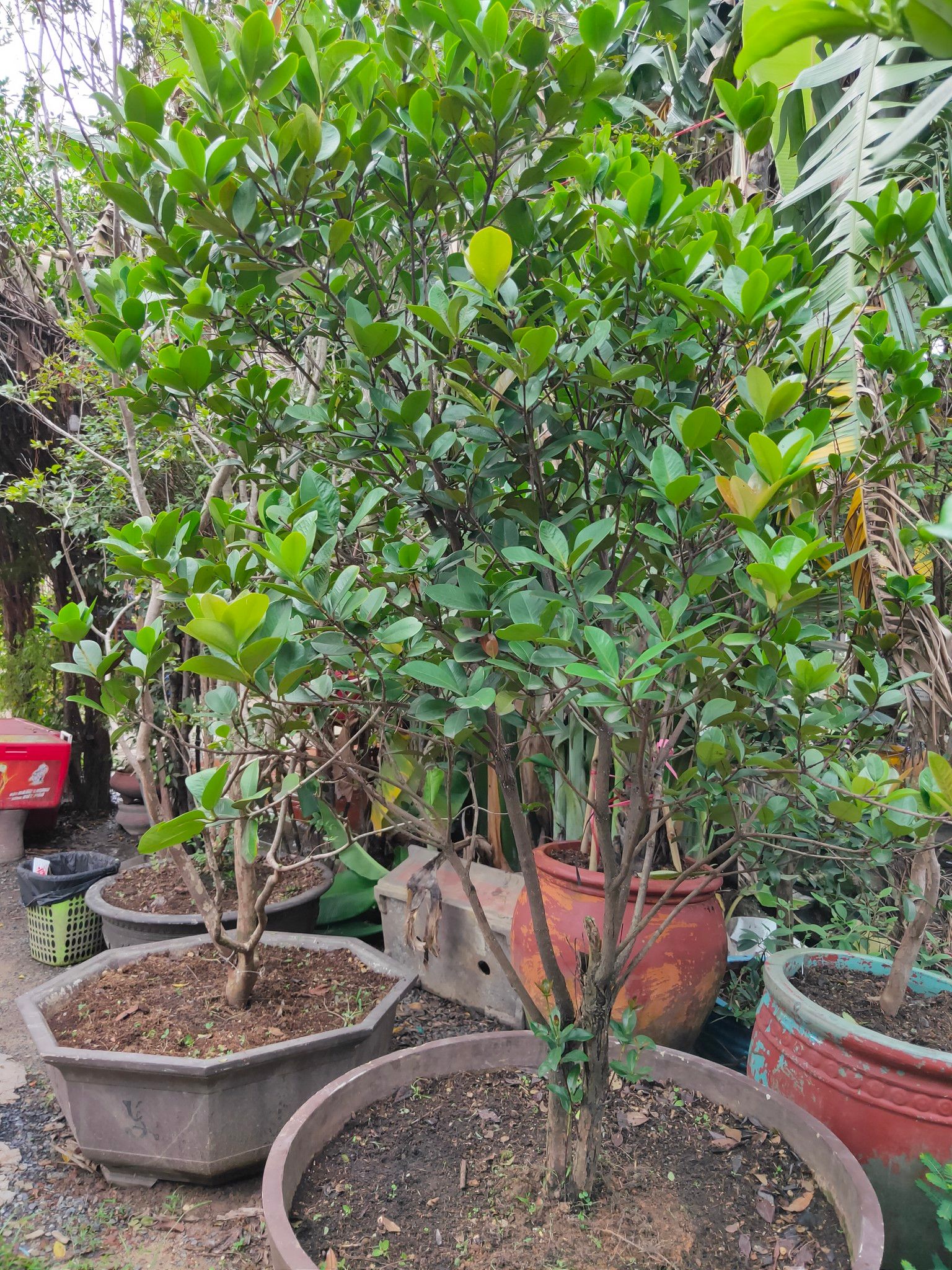 Cây Cherry Brazil Trưởng Thành Tạo Tán Đẹp Cao 2,5m - Đang Hoa