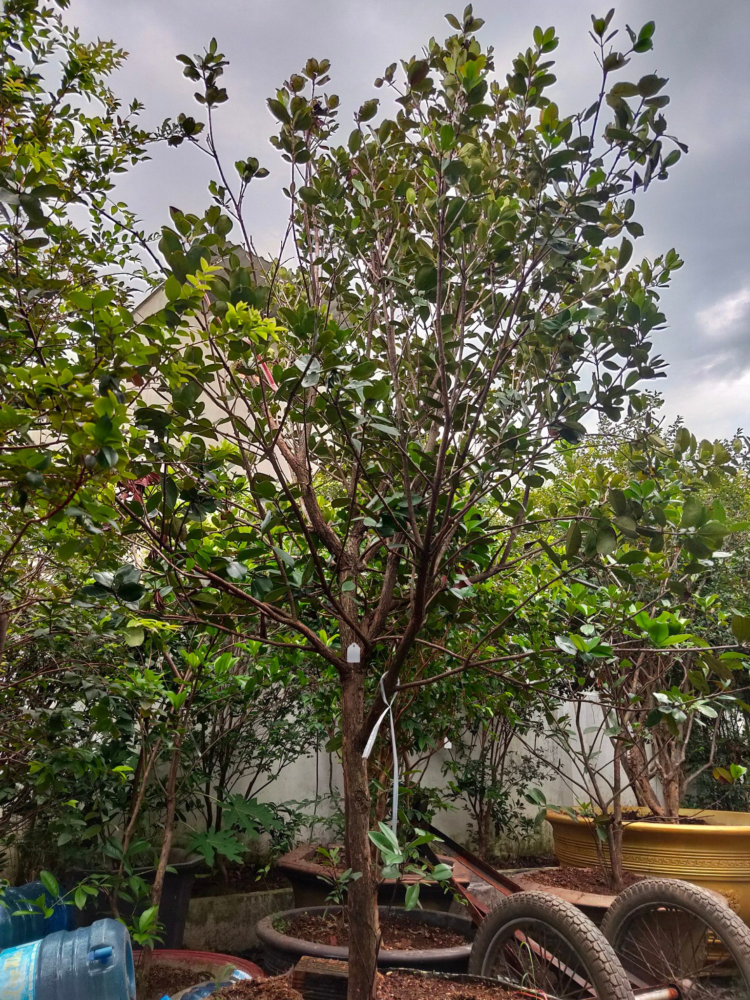 Cây Cherry Brazil Lâu Năm Cao 2,5 - 3m Sai Hoa Trái