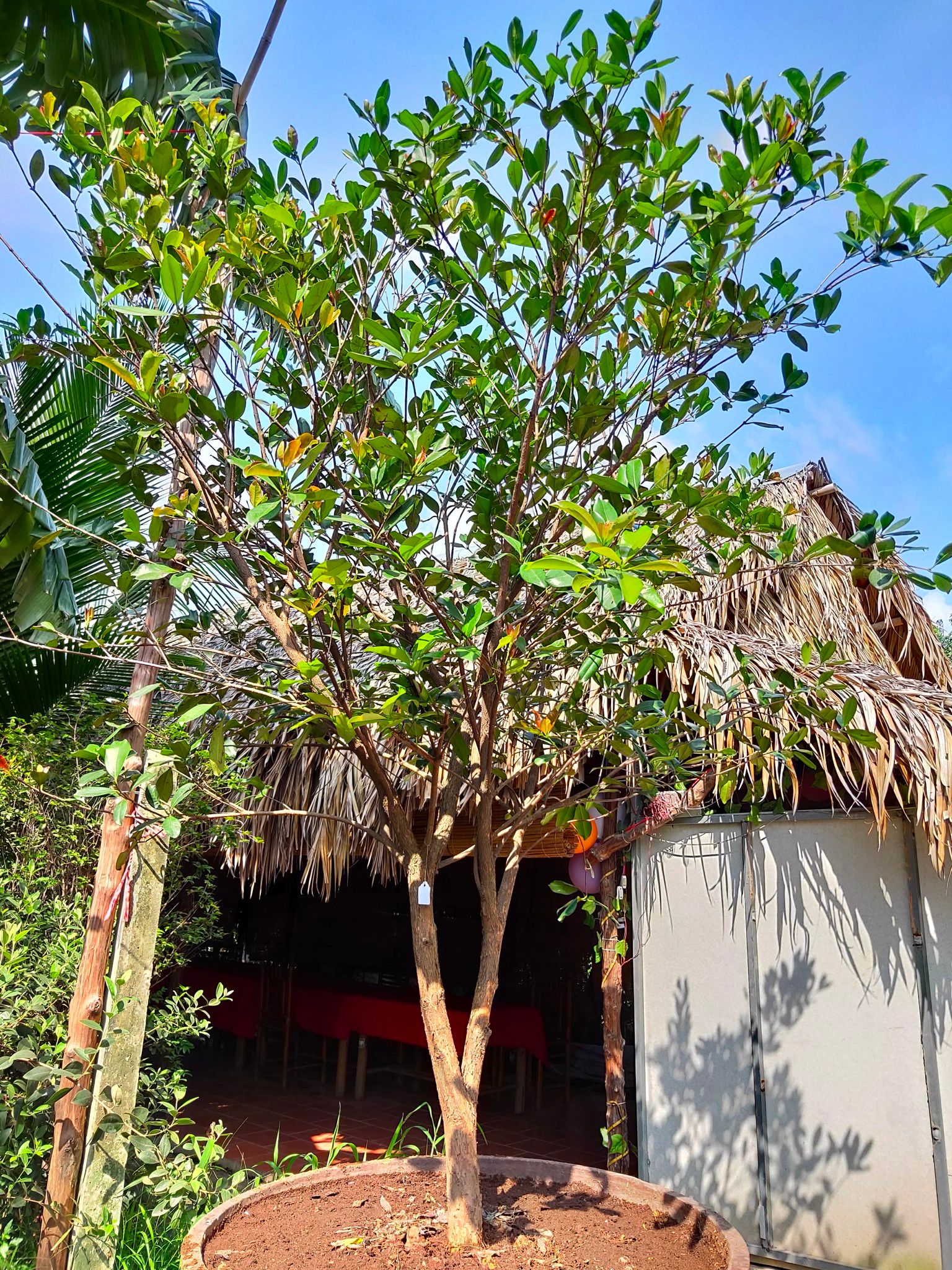 Cây Cherry Brazil Nhiêu Năm Tuổi Thân Lớn Cao Trên 3m