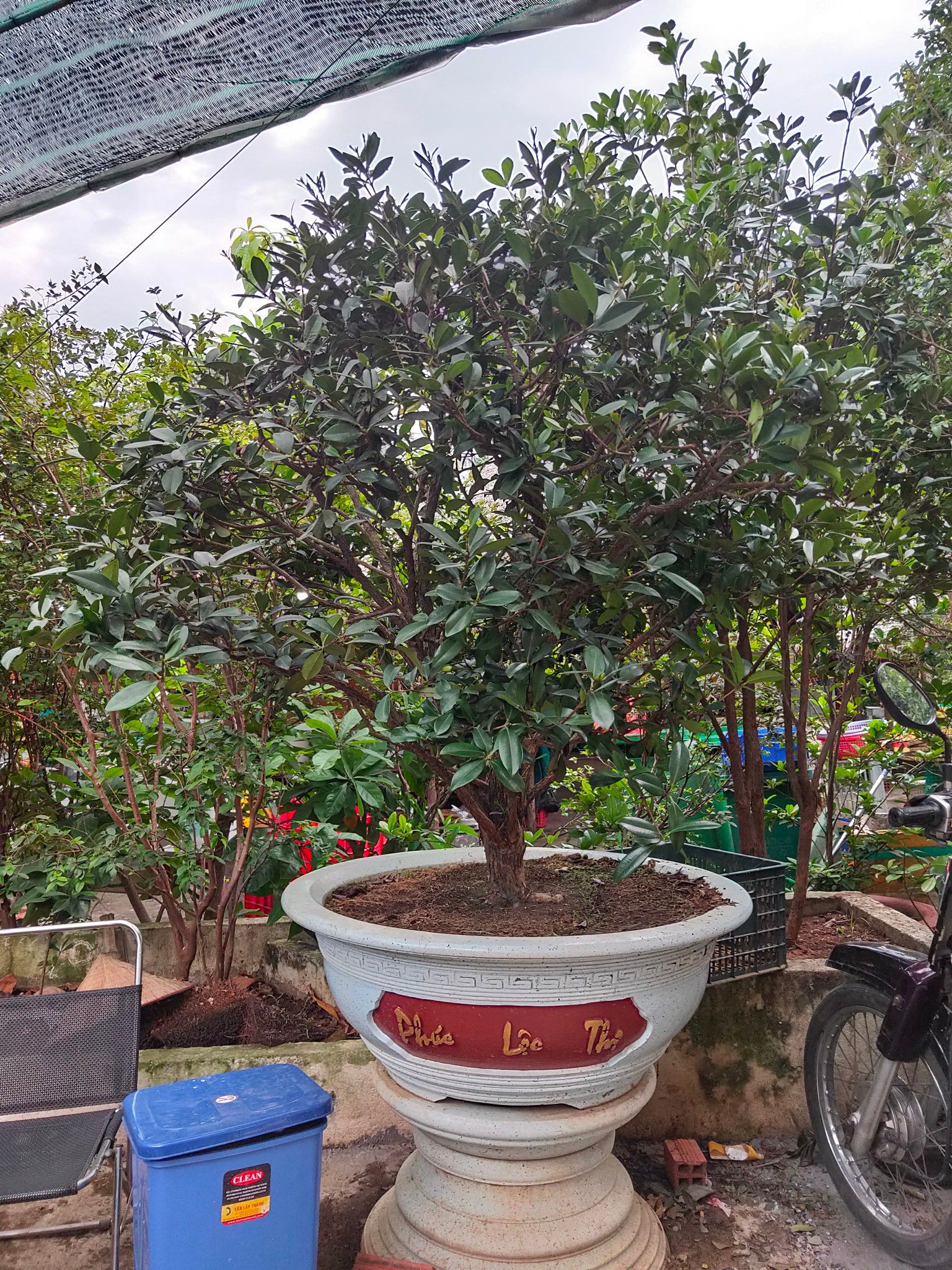 Cây Cherry Brazil Nhiêu Năm Tuổi Thân Lớn Cao Trên 3m
