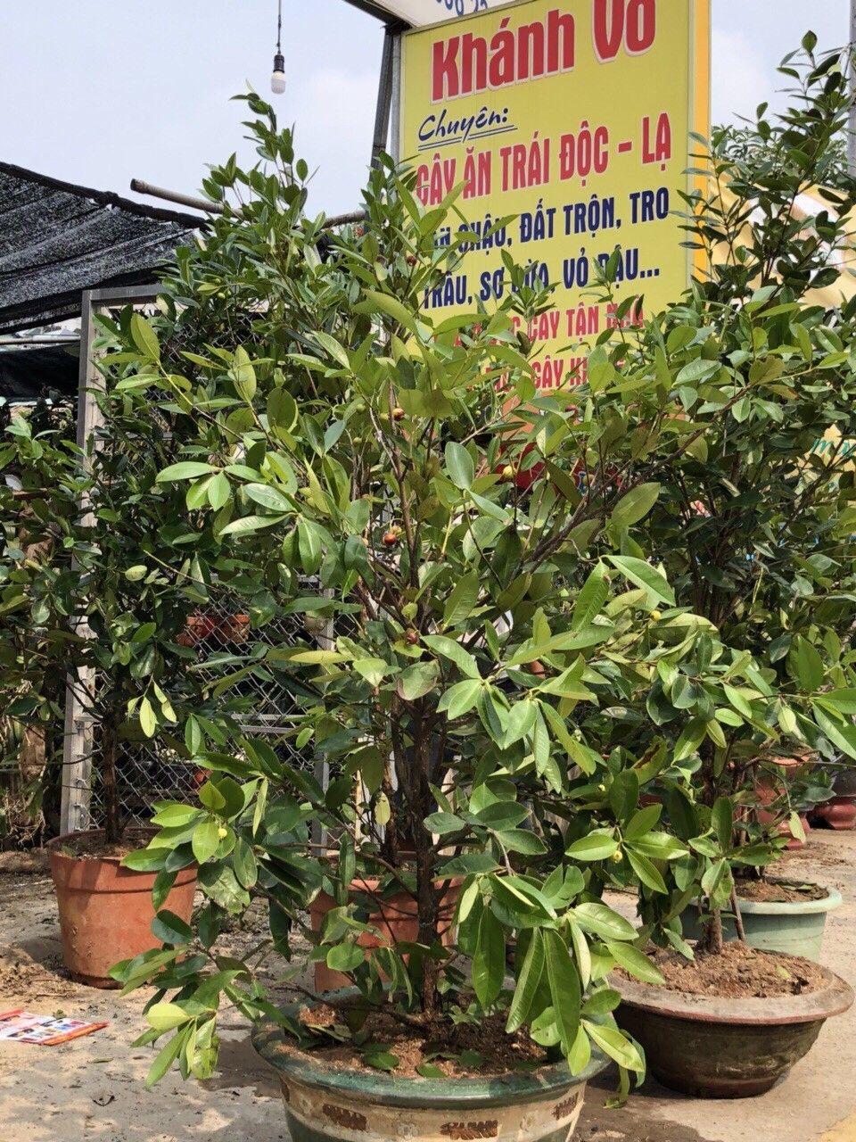 Cây Cherry Brazil Trưởng Thành Cao Trên 2,5 Đã Ra Trái 6 Mùa