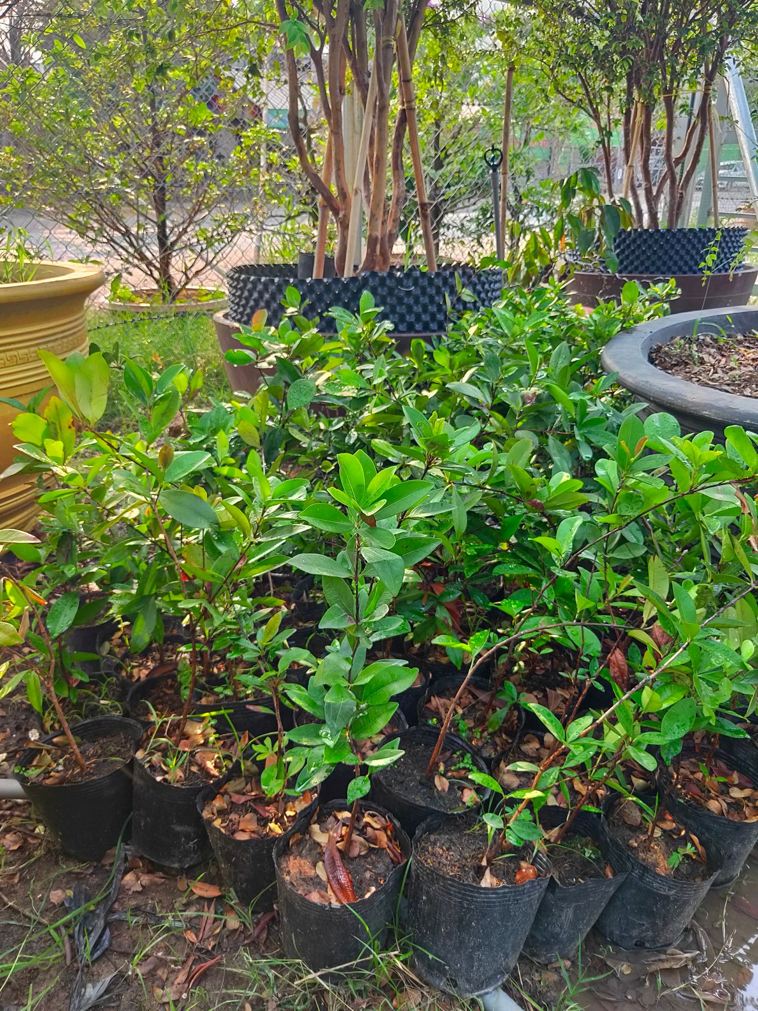 Cây Cherry Brazil Giống Cao Khoảng 50-60cm