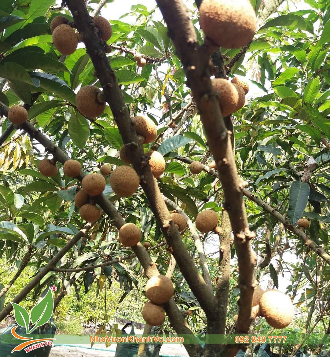 Cây Hồng Xiêm Ruột Đỏ Khổng Lồ Cao 1m6 đến 2m