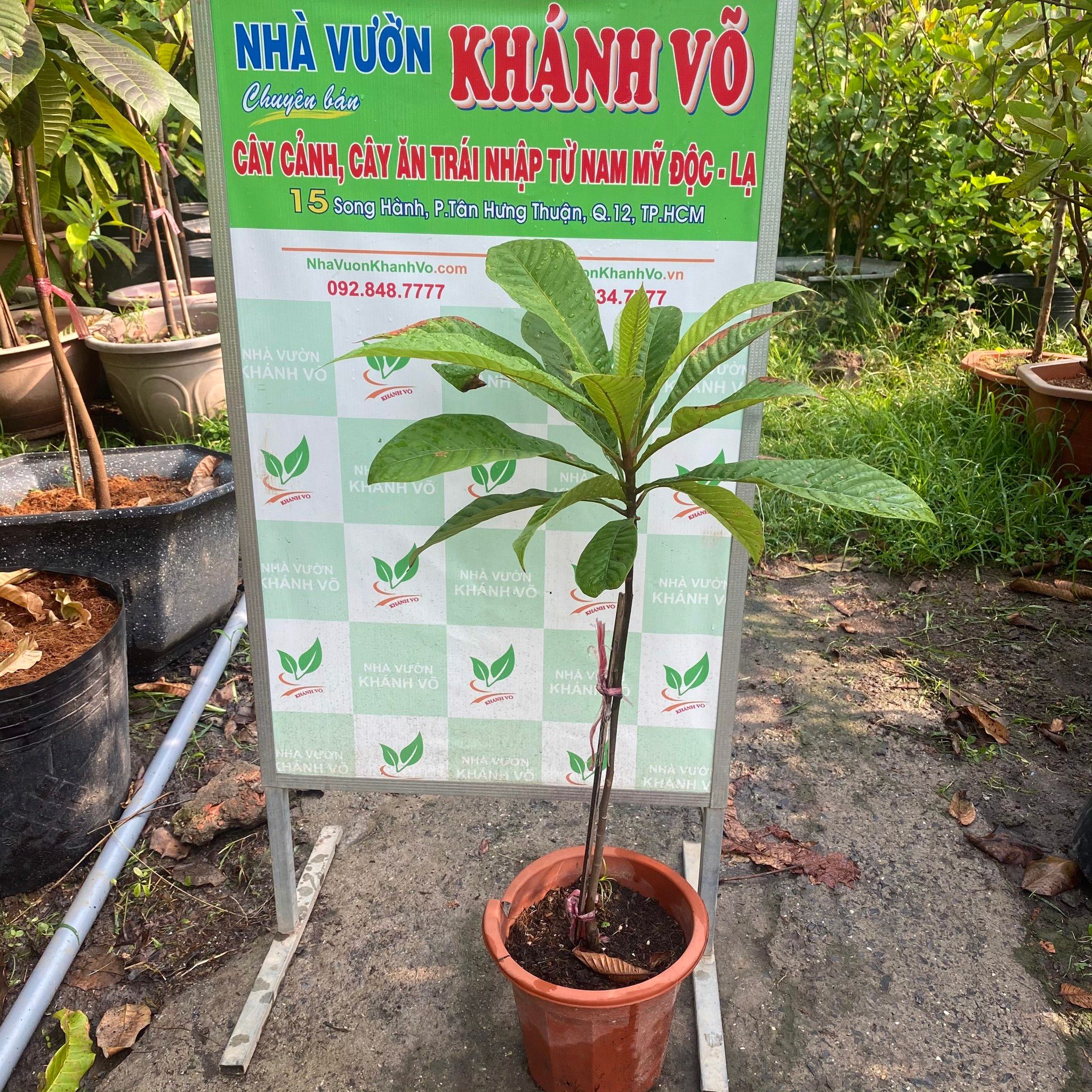 Cây Hồng Xiêm Ruột Đỏ Khổng Lồ Cao 1m