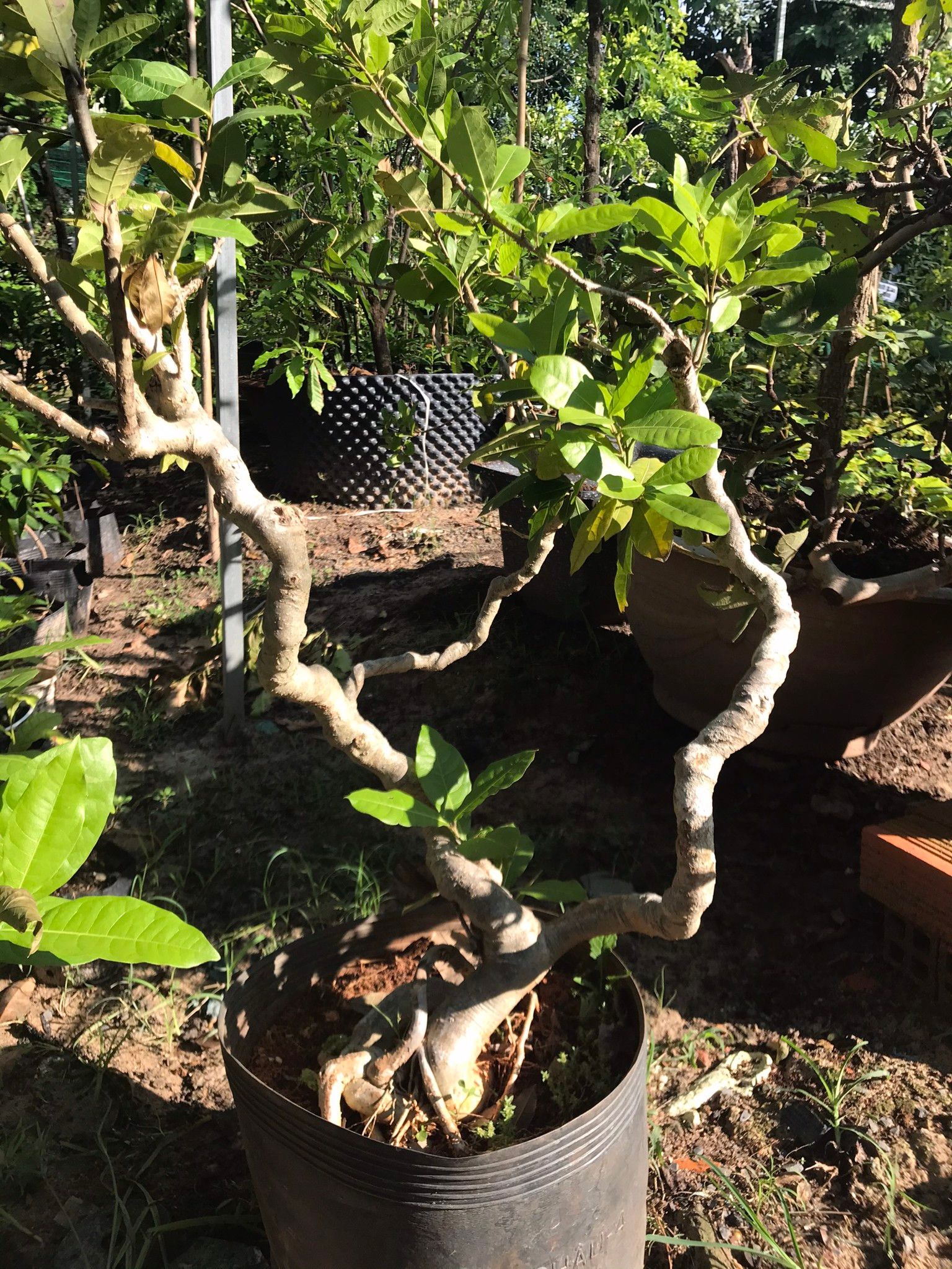 Cây Hoa Mai Xanh gốc bonsai