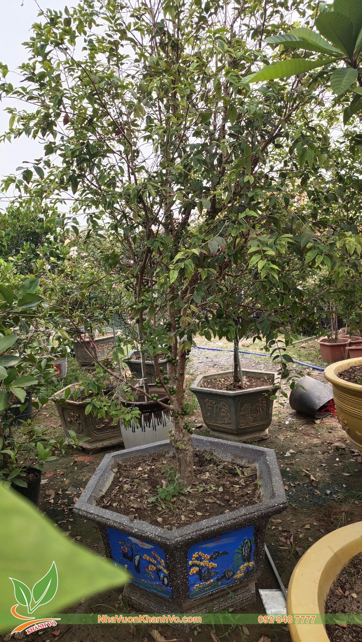 CÂY NHO THÂN GỖ TỨ QUÝ CAO 1,3M