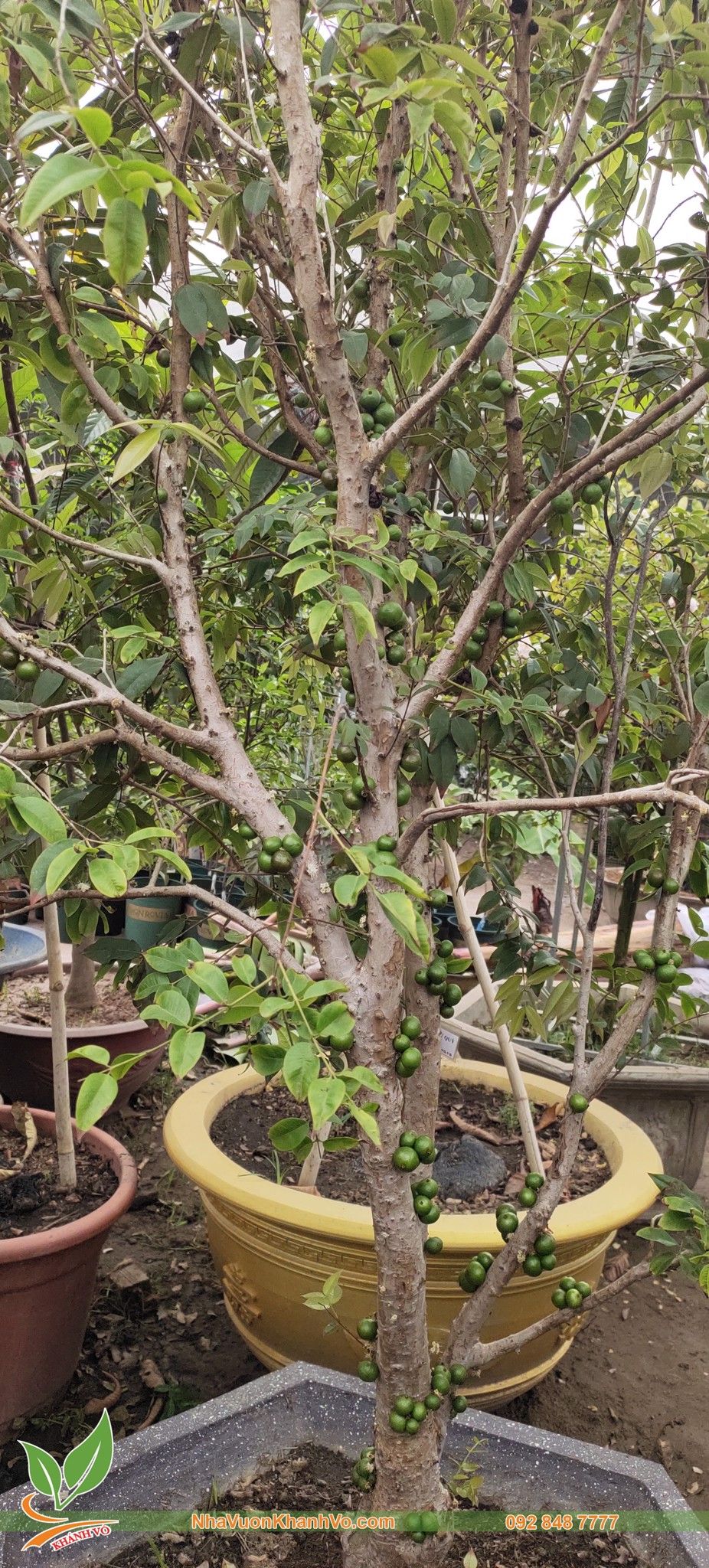 Cây Nho Thân Gỗ Theo Mùa Lá Nhỏ 8 Năm Tuổi Đã Ra Trái Bói