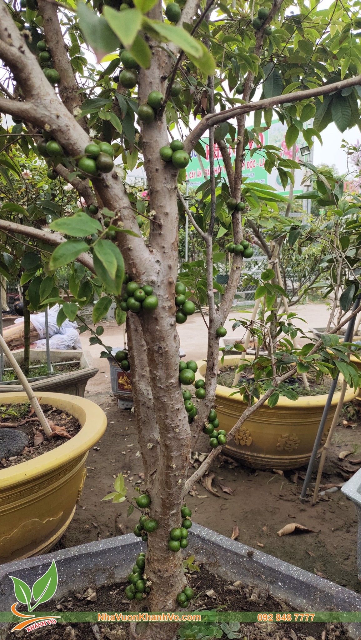 CÂY NHO THÂN GỖ TỨ QUÝ CAO 1,3M