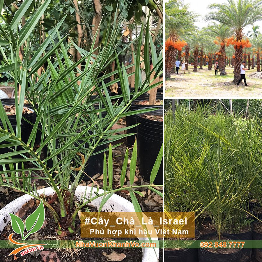 Giống Cây Chà Là Trung Đông Cao 60-80cm