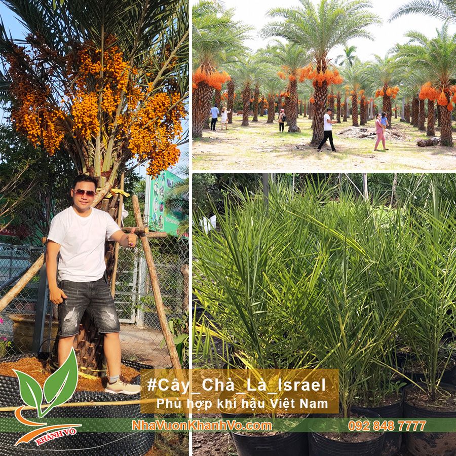 Giống Cây Chà Là Trung Đông Cao 60-80cm
