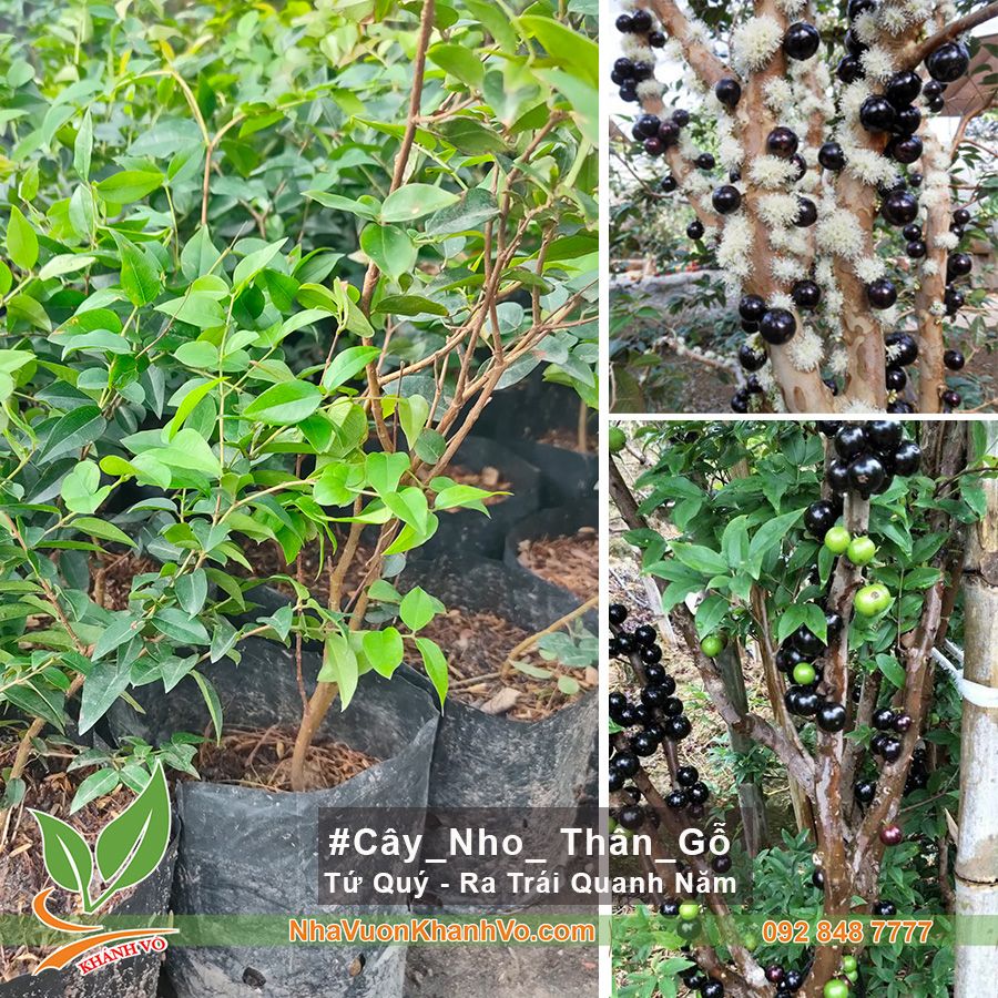 Cây Giống Nho Thân Gỗ Tứ Quý