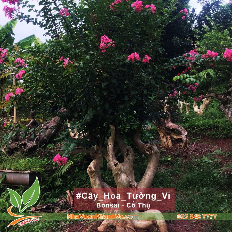 Hoa Tường Vi Cổ Thụ Bonsai