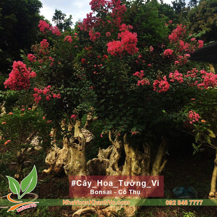 Hoa Tường Vi Cổ Thụ Bonsai