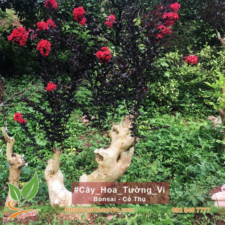 Hoa Tường Vi Huyết Long Bonsai