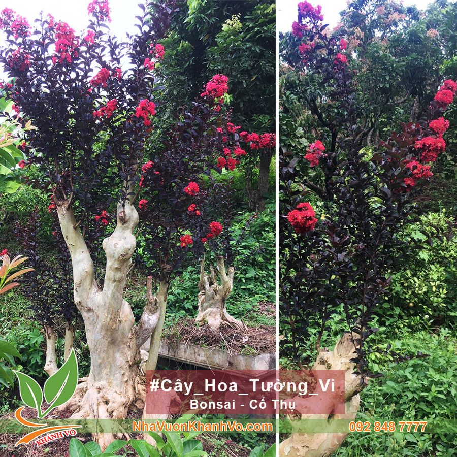 Hoa Tường Vi Huyết Long Bonsai