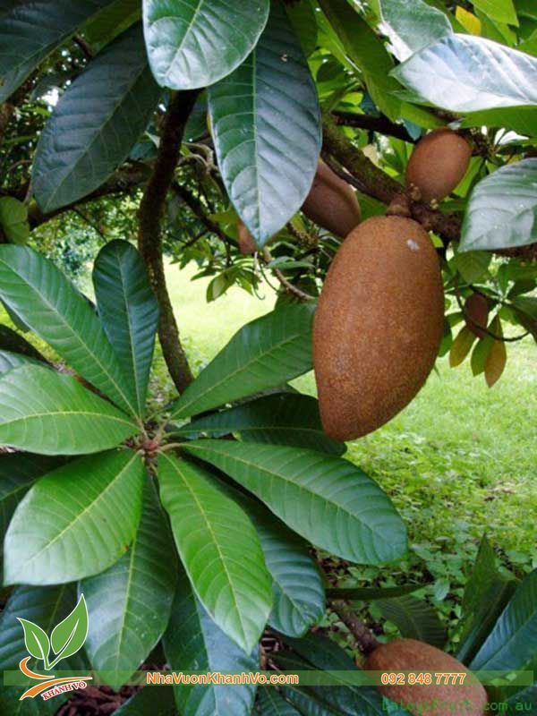 Cây Hồng Xiêm Thái Khổng Lồ Đã Ra Trái Cao Trên 2m
