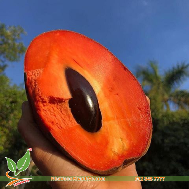 Cây Hồng Xiêm Ruột Đỏ Khổng Lồ Cao 1m6 đến 2m