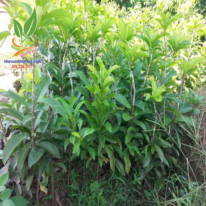 Hồng xiêm ruột đỏ