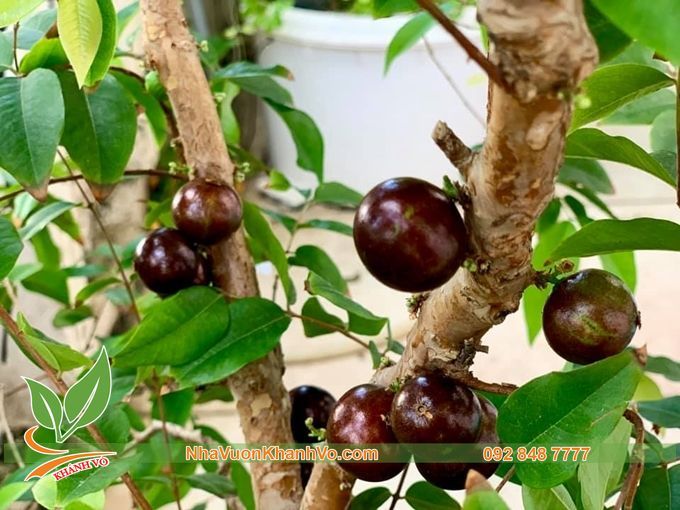 Cây Nho Thân Gỗ Tứ Quý 10 Năm Tuổi