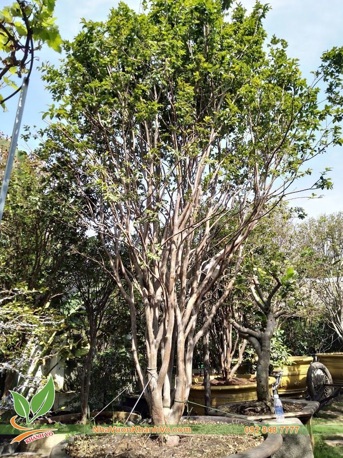 Cây Nho Thân Gỗ Cây Trồng Cho Biệt Thự - Lá Nhỏ