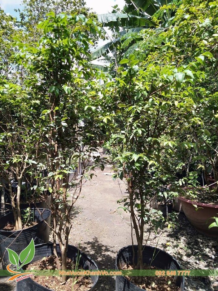 Cây Nho Thân Gỗ Theo Mùa Lá Nhỏ 6 Năm Tuổi Sắp Ra Trái