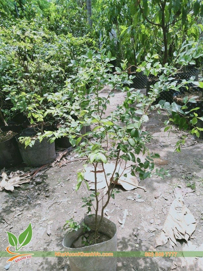 Cây Nho Thân Gỗ 4 Năm Tuổi