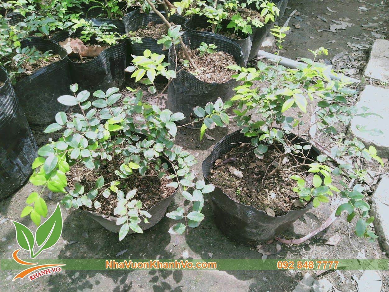 Nho Thân Gỗ Cây Giống - Lá Nhỏ