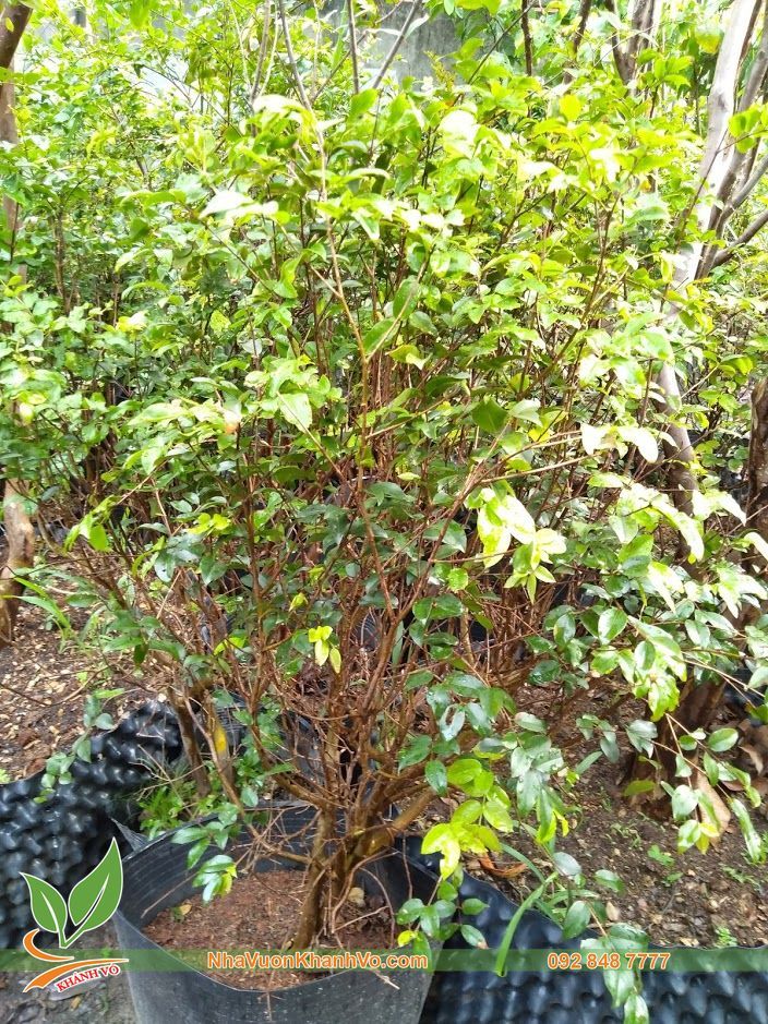 CÂY NHO THÂN GỖ TỨ QUÝ CAO 1,3M
