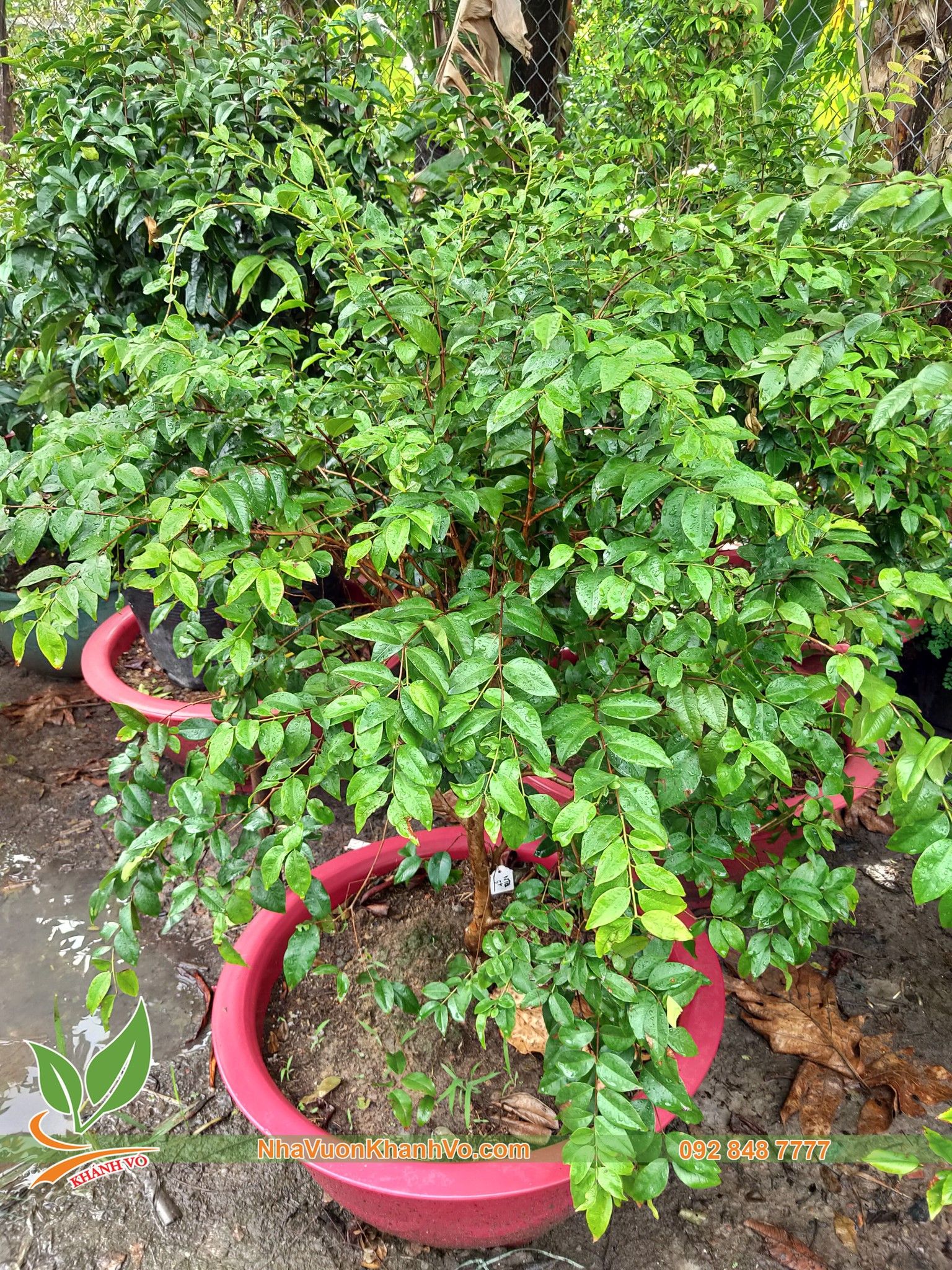 CÂY NHO THÂN GỖ TỨ QUÝ CAO 1,5M