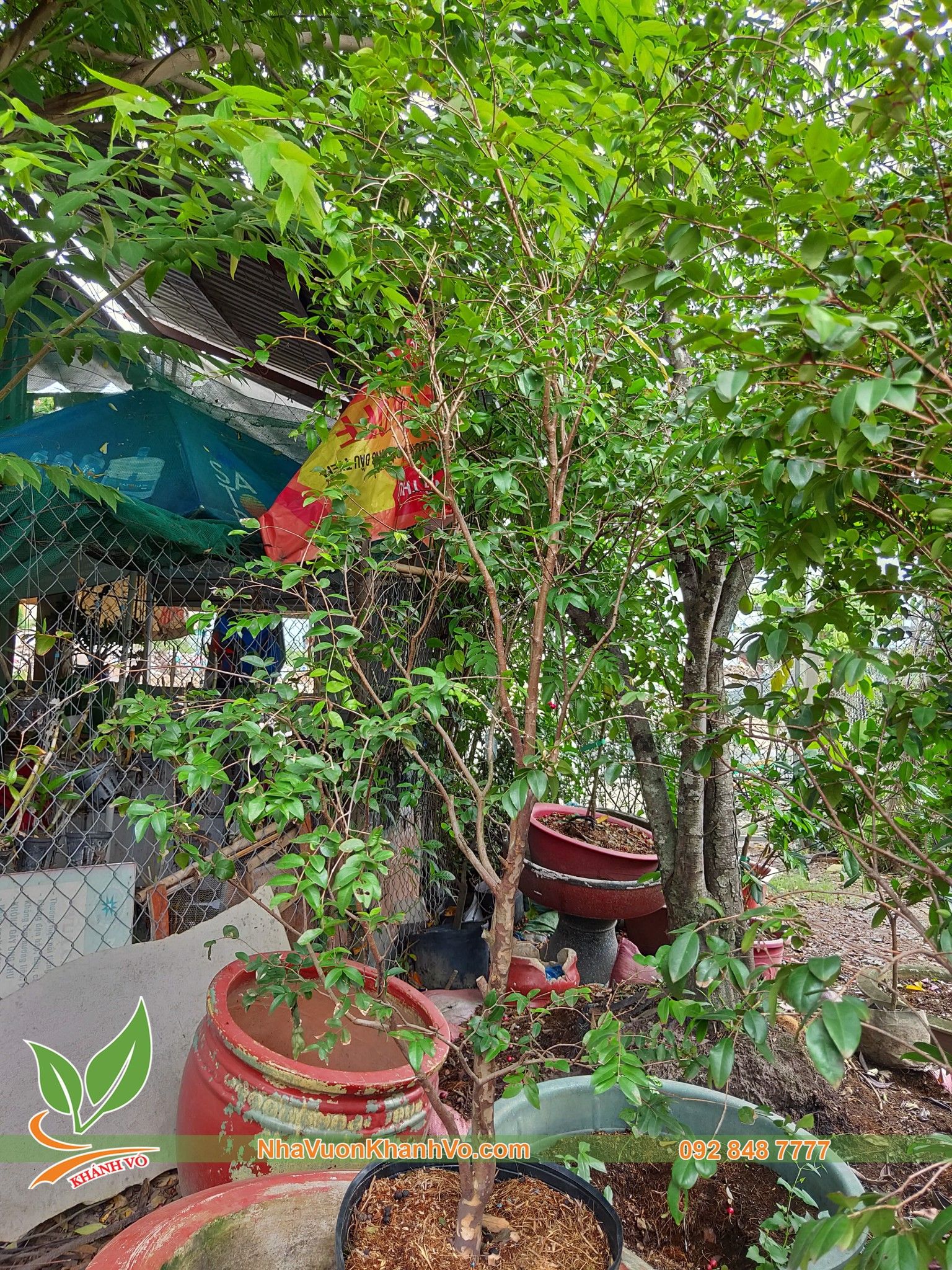 Cây Nho Thân Gỗ Tứ Quý Trái To
