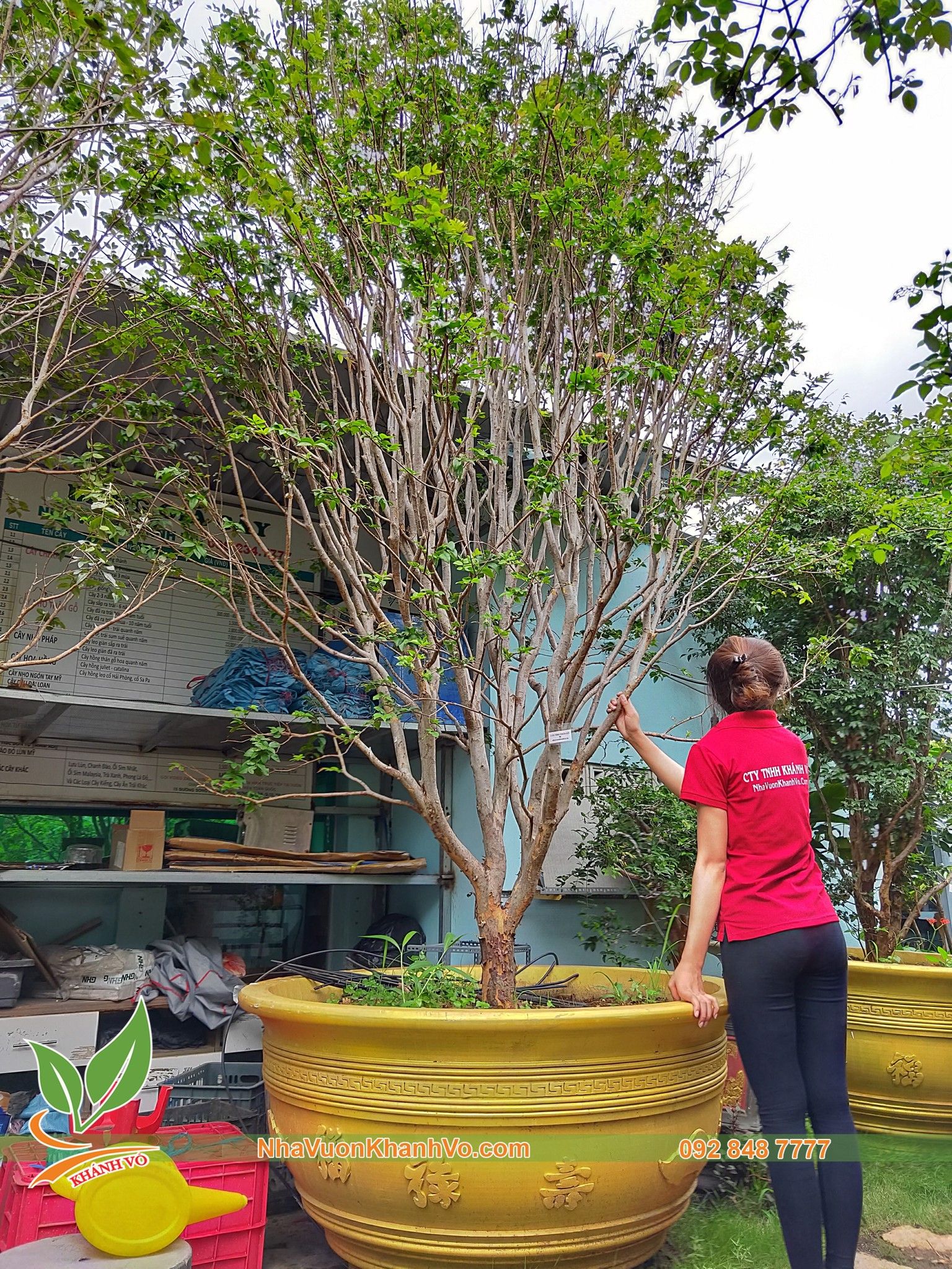 Cây Nho Thân Gỗ Cho Sân Vườn Biệt Thự - Lá Nhỏ