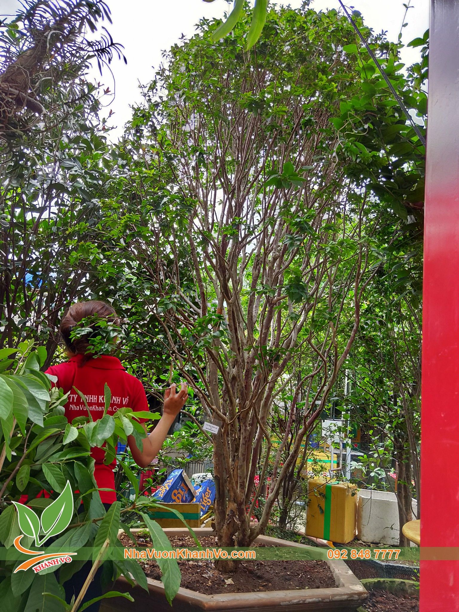 CÂY NHO THÂN GỖ TỨ QUÝ CAO 2M ĐANG TRÁI