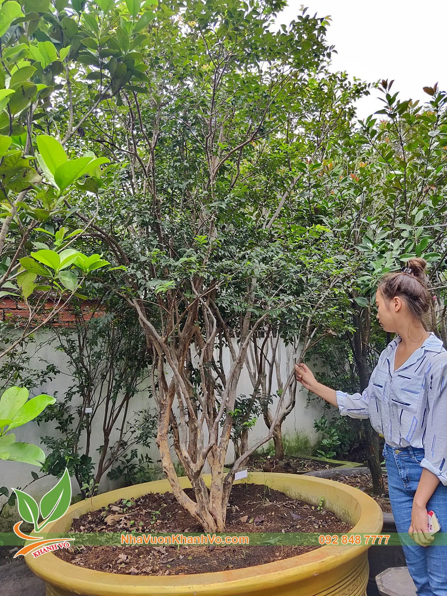 CÂY NHO THÂN GỖ TỨ QUÝ CAO 2M ĐANG TRÁI