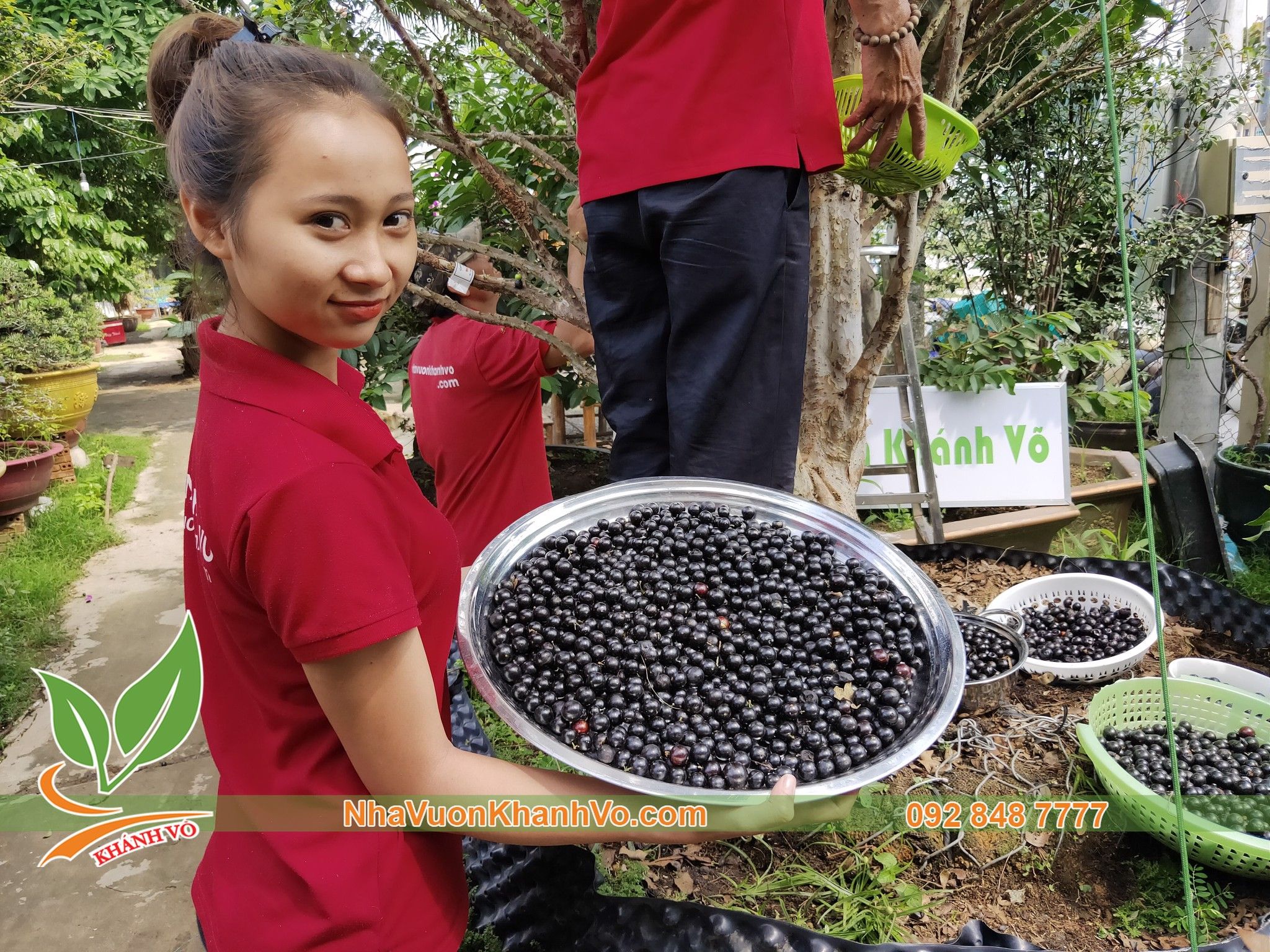 Cây giống nho thân gỗ tứ quý