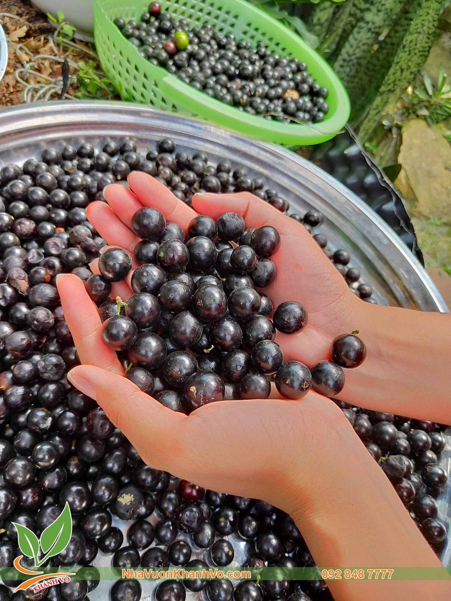 Cây Nho Thân Gỗ Thân Lớn Trái Xum Xuê - Lá Nhỏ