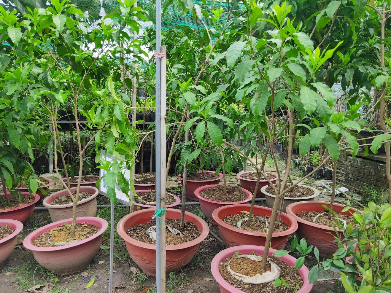 Cây Vú Sữa Hoàng Kim Trưởng Thành Sắp Ra Trái