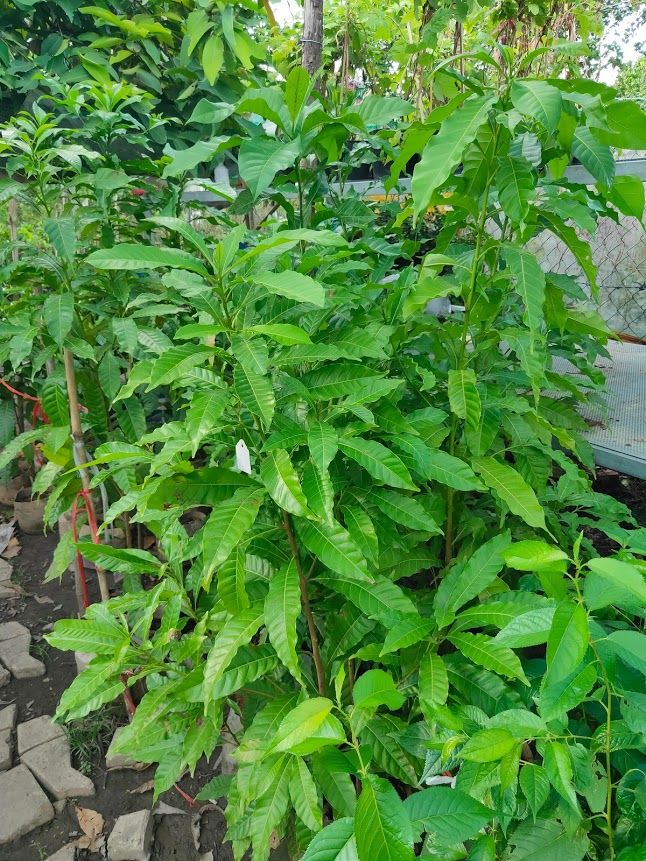 Cây Vú Sữa Hoàng Kim Trưởng Thành Sắp Ra Trái