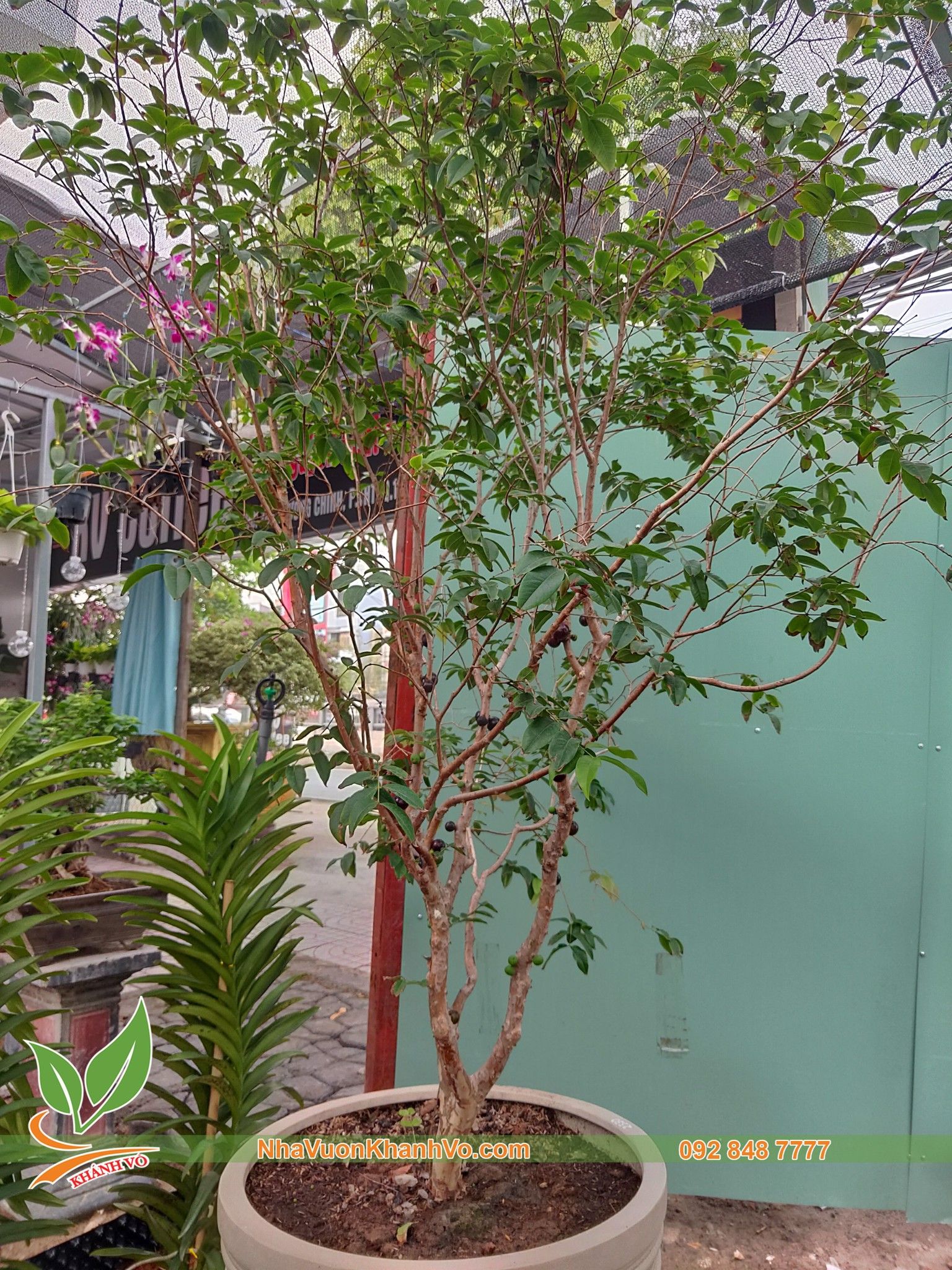 CÂY NHO THÂN GỖ TỨ QUÝ ĐÃ VÀ ĐANG TRÁI