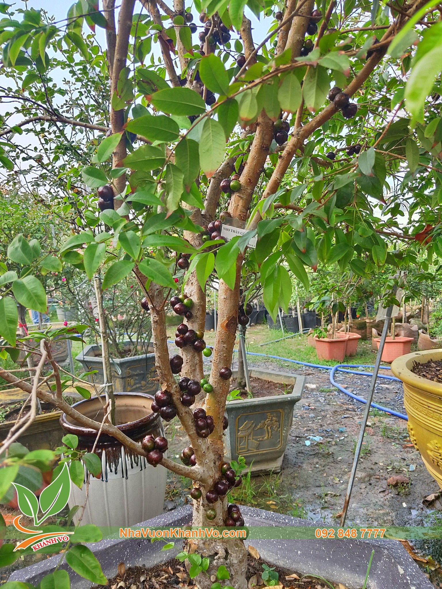 Cây Nho Thân Gỗ Tứ Quý Trái To
