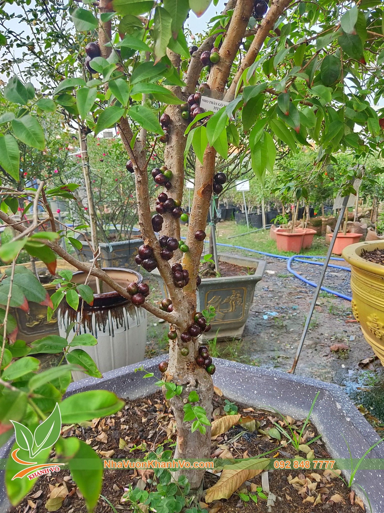 Cây nho thân gỗ tứ quý 17 năm tuổi