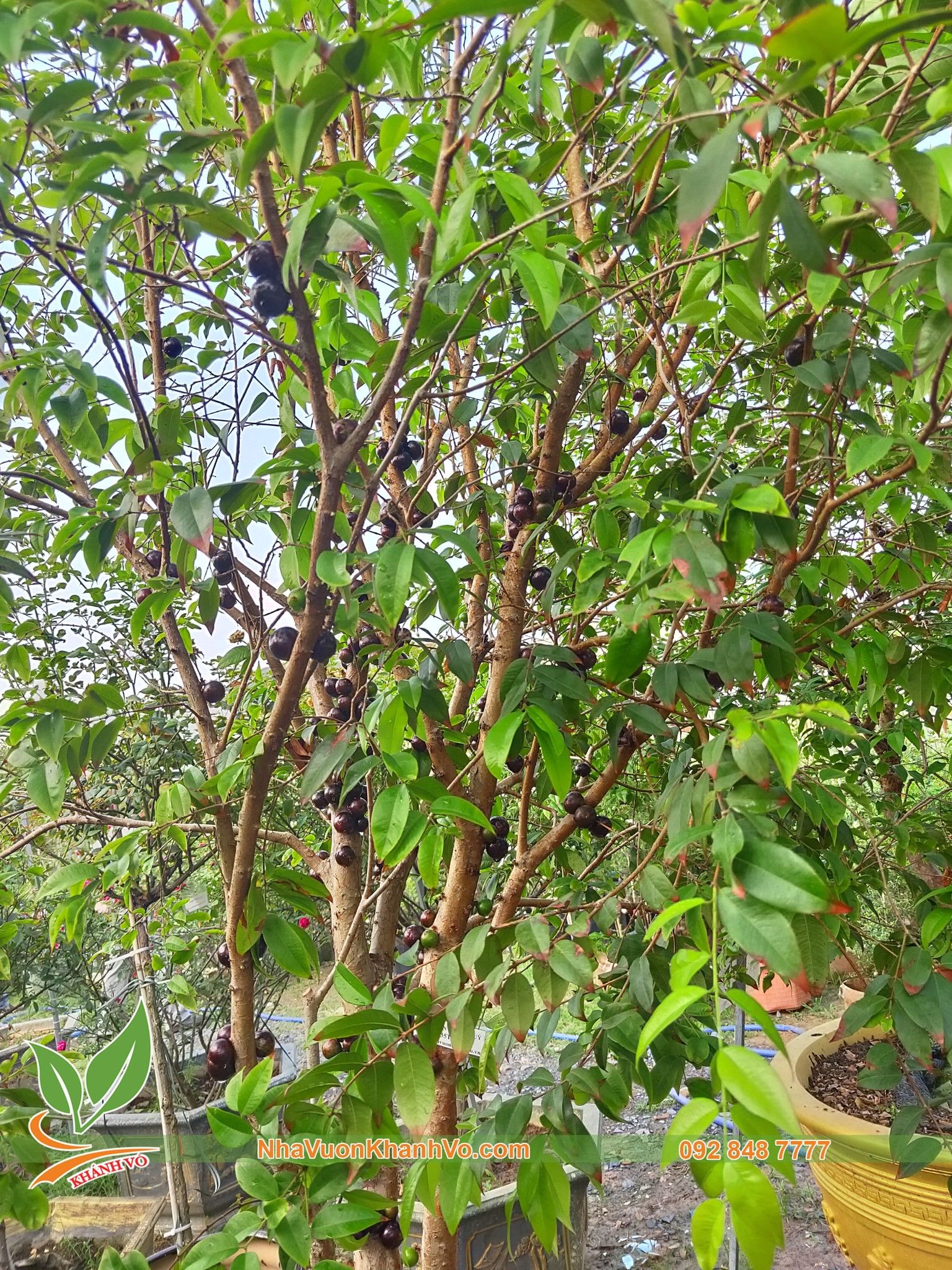 CÂY NHO THÂN GỖ TỨ QUÝ ĐÃ RA TRÁI 2 VỤ