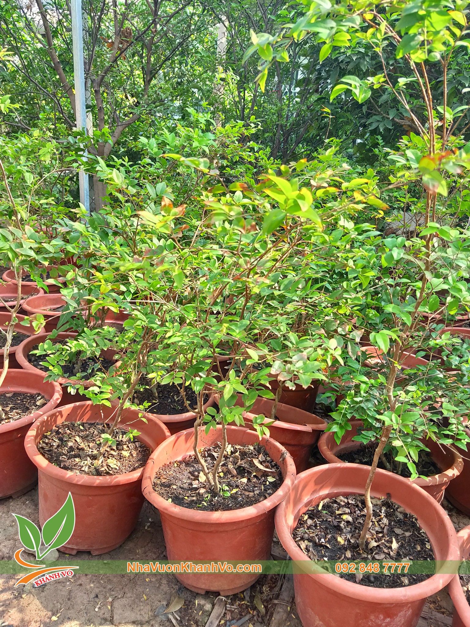 Cây giống nho thân gỗ tứ quý