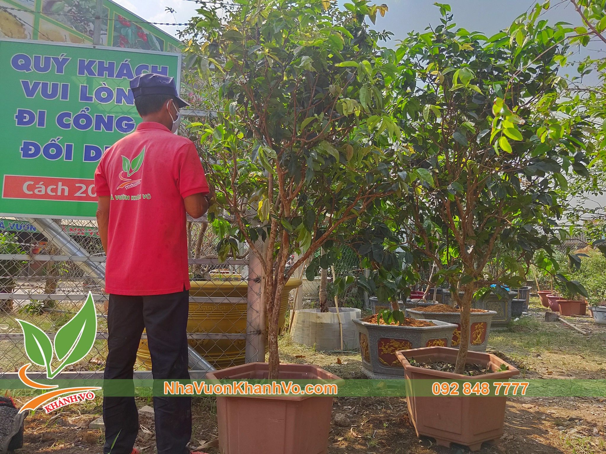 Cây Nho Thân Gỗ Tứ Quý 20 Năm Tuổi