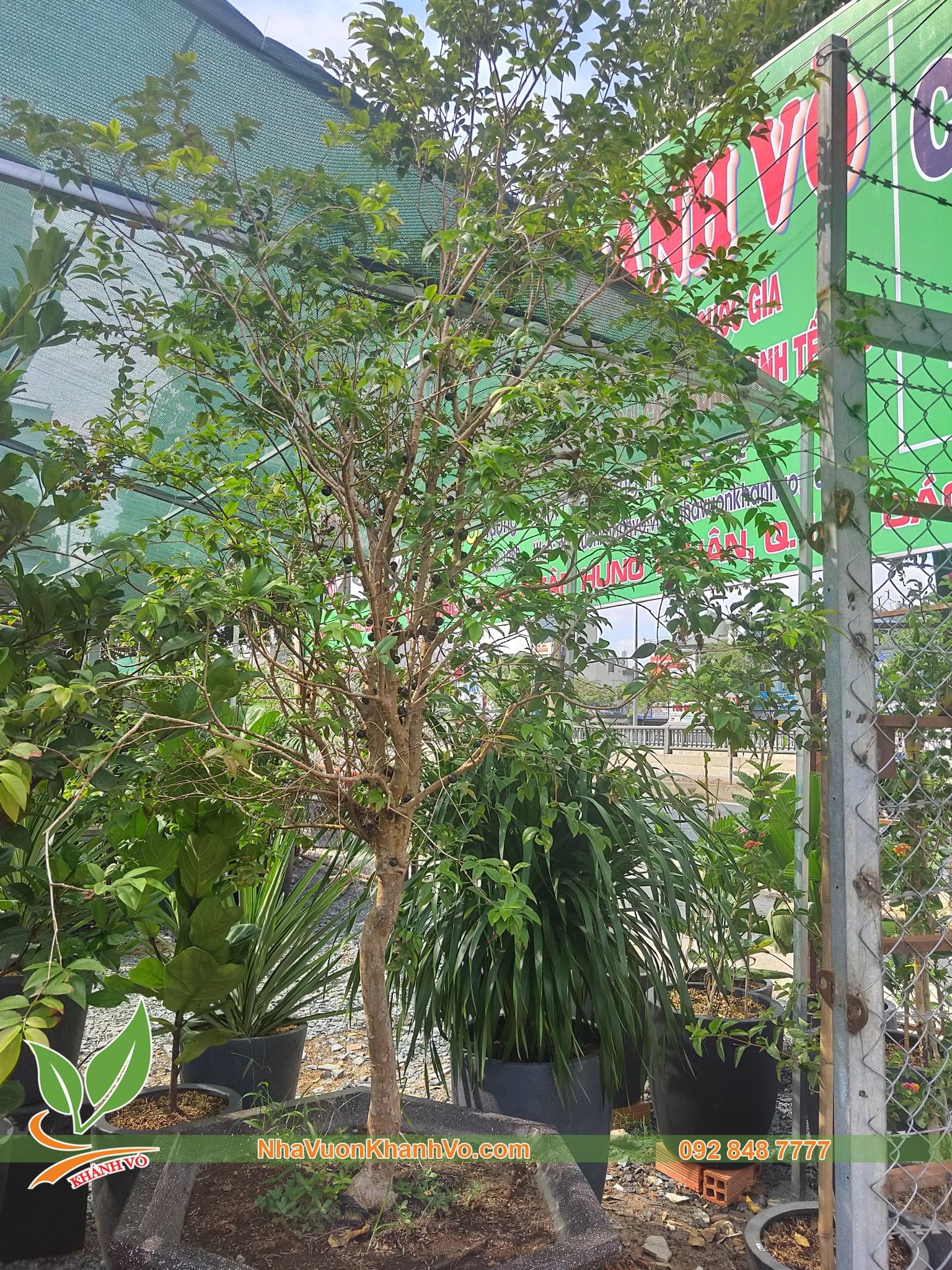 CÂY NHO THÂN GỖ TỨ QUÝ NHIỀU NĂM TUỔI ĐANG TRÁI